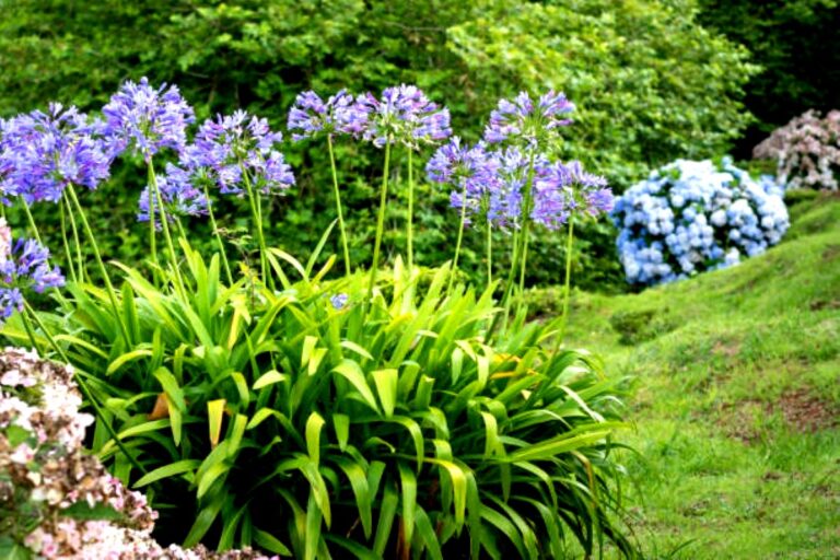 pilzarredo-se-non-sono-protette-nel-modo-giusto-non-supereranno-l-inverno-il-trucco-per-proteggere-l