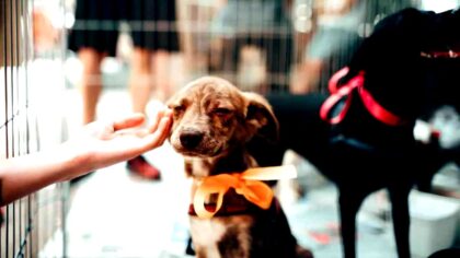 pilzarredo-dopo-che-un-cane-gli-ha-impedito-di-togliersi-la-vita-un-imprenditore-vende-la-sua-ferrar